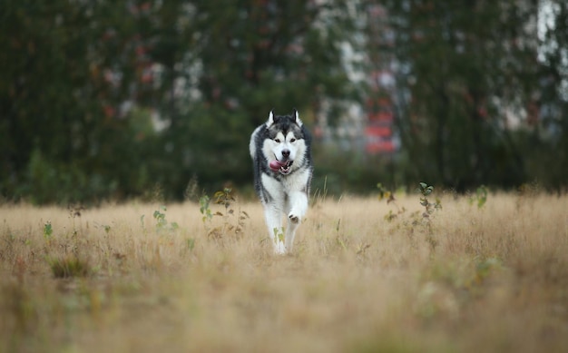 Dog running on field