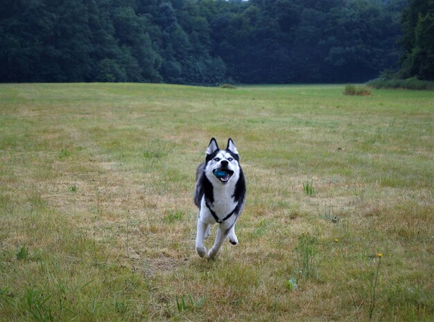 Photo dog running on field