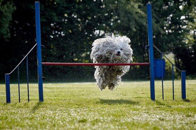 Photo dog running in field