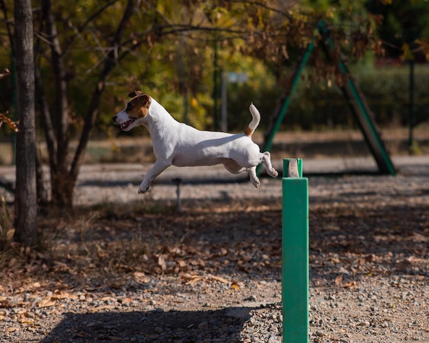 Foto cane che corre sul campo