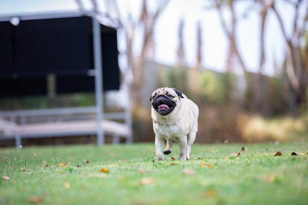 Photo dog running on field