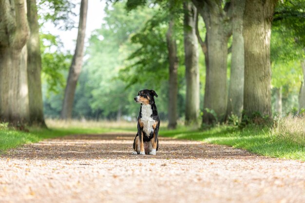 森で走っている犬