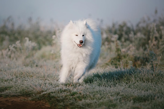 Photo a dog running on a frosty field