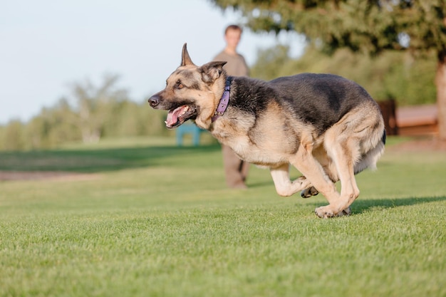 A dog running on a golf course with a man in the background