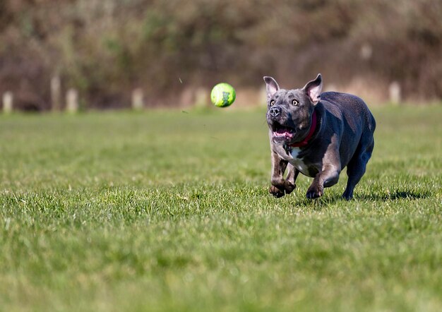 Foto cane che corre sull'erba dopo una palla