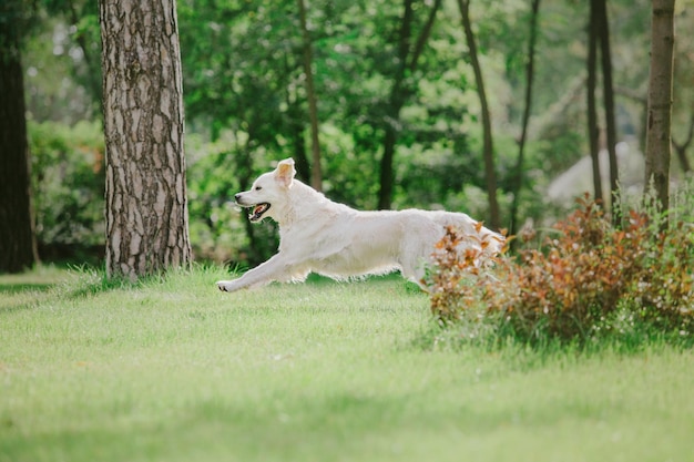 フリスビーをくわえて草むらを走る犬。