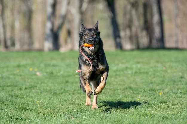 dog running on grass