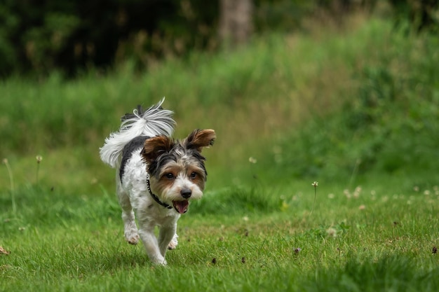 Foto cane che corre sull'erba