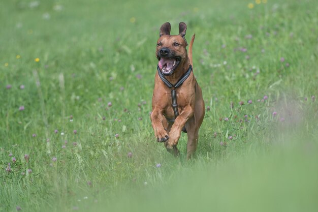 Foto cane che corre sull'erba