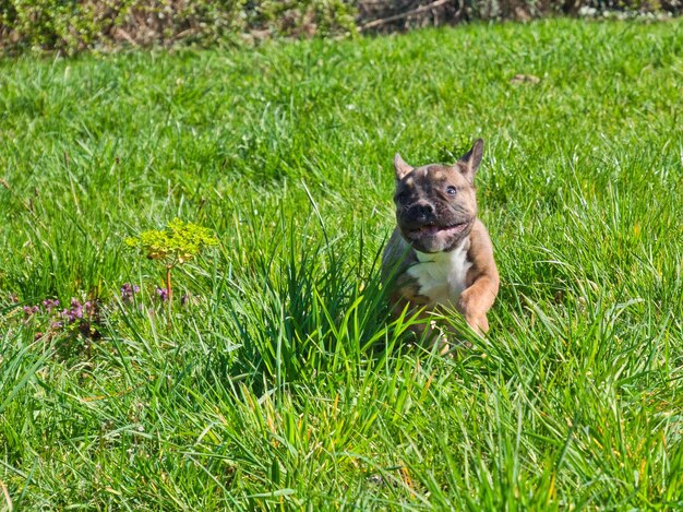 Dog running on grass