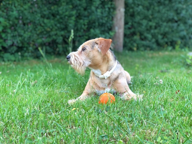 Dog running on grass