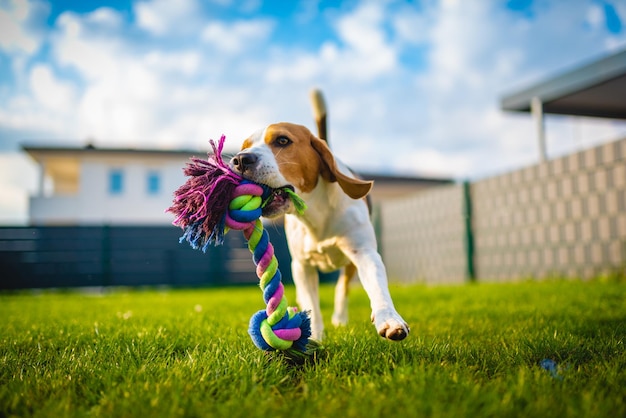 Photo dog running on grass