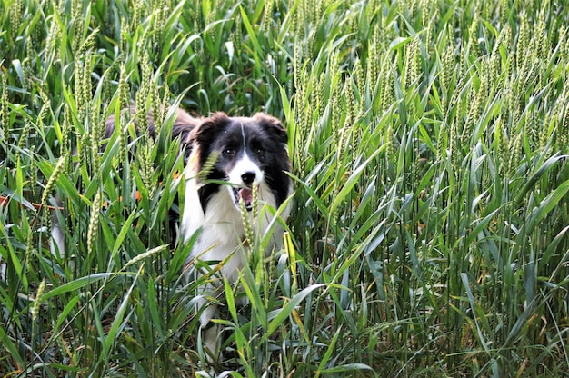 Dog running in grass