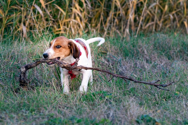 Foto cane che corre nell'erba