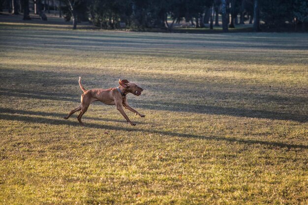 Photo dog running on grass