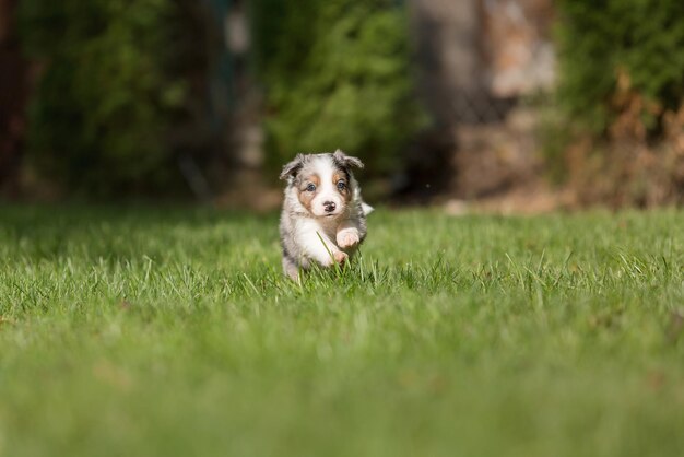 A dog running in the grass