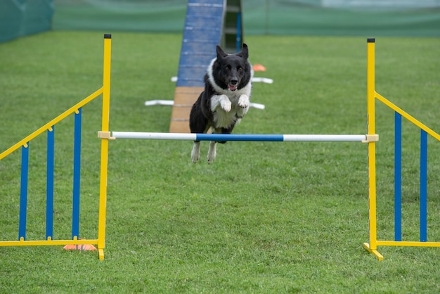 Photo dog running on grassland