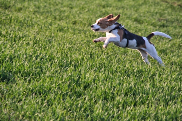 Photo dog running on grassy field