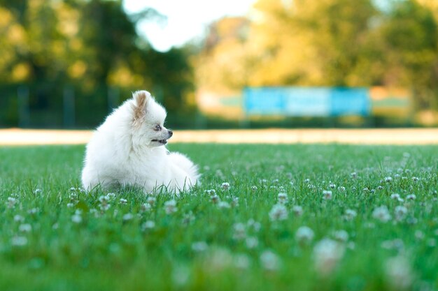 Photo dog running on grassy field