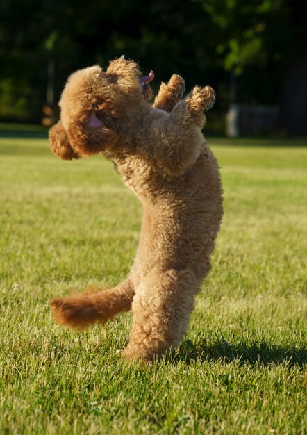 Dog running on grassy field