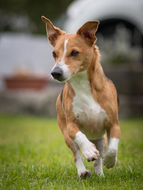 草原で走っている犬