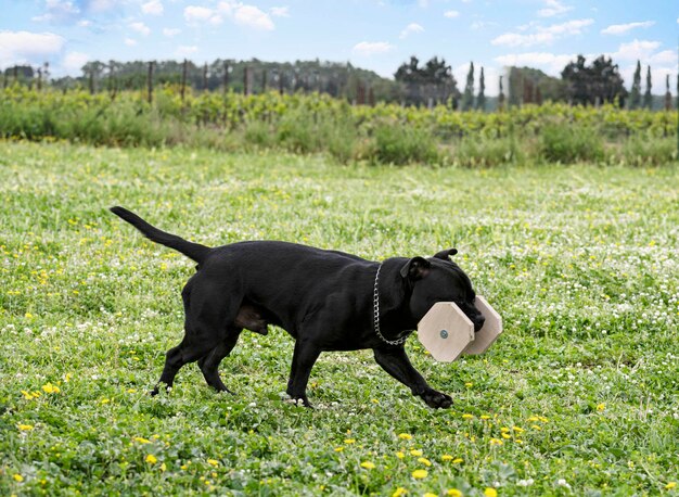 Photo dog running on grassy field