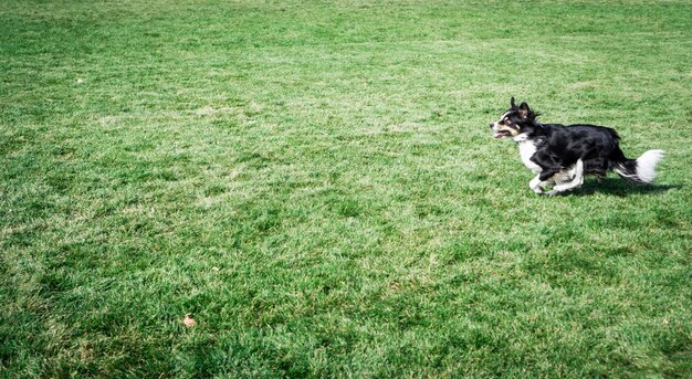 Собака бежит по травяному полю.