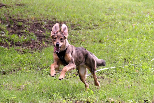 草原で走っている犬