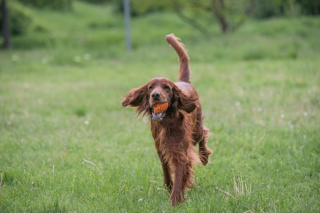dog running on grassy field