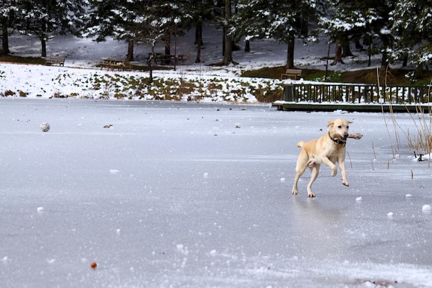 dog running on ice