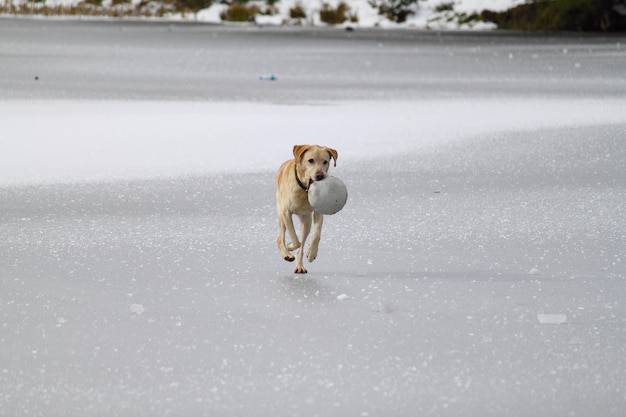 氷の上を走る犬