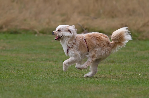 Фото Собака бежит по полю.