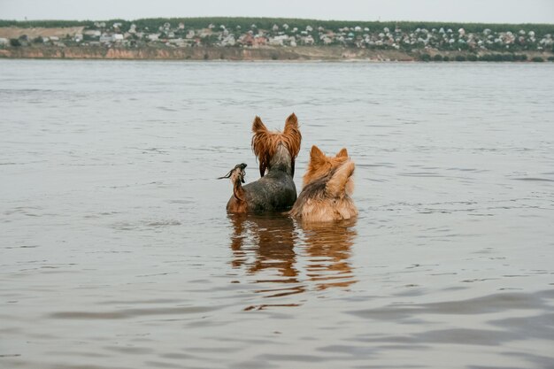 Фото Собака бежит по озеру.