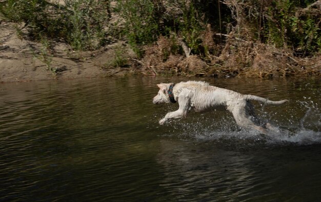 写真 湖で走っている犬