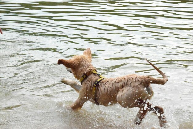 写真 湖で走っている犬