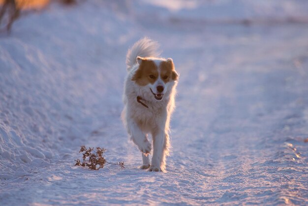 写真 雪の中を走る犬