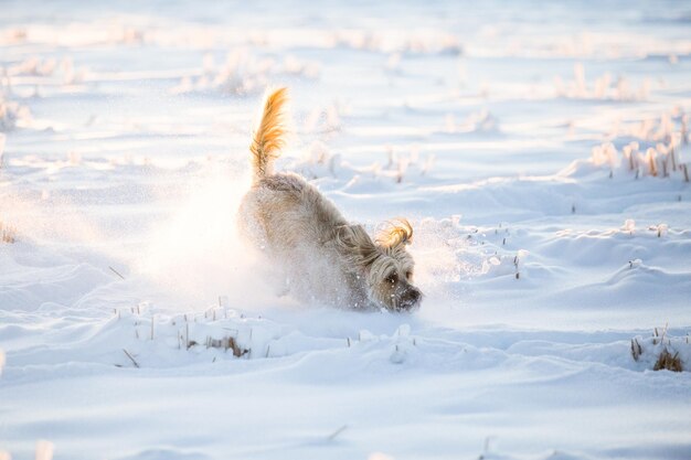 写真 雪の中を走っている犬