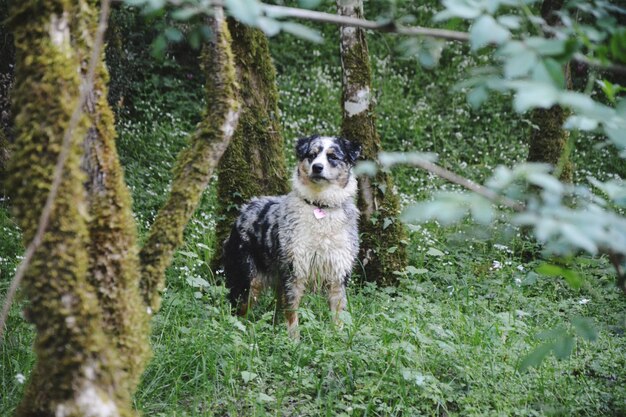 写真 太陽の光で走る犬