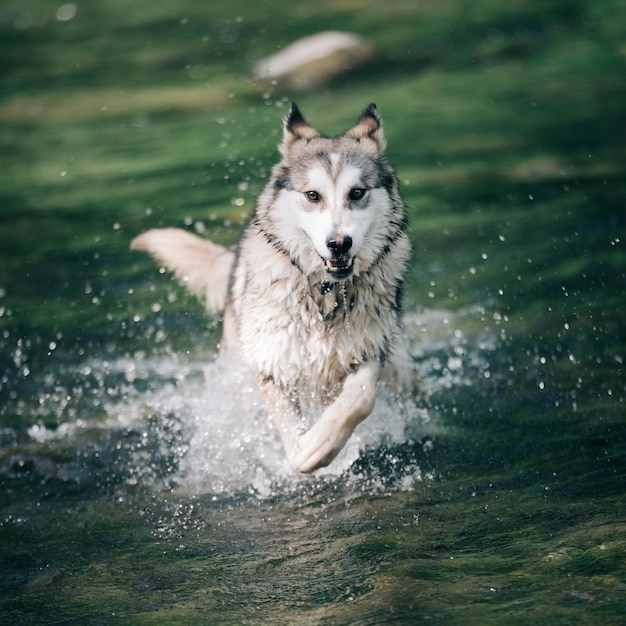 Фото Собака бежит в воде.