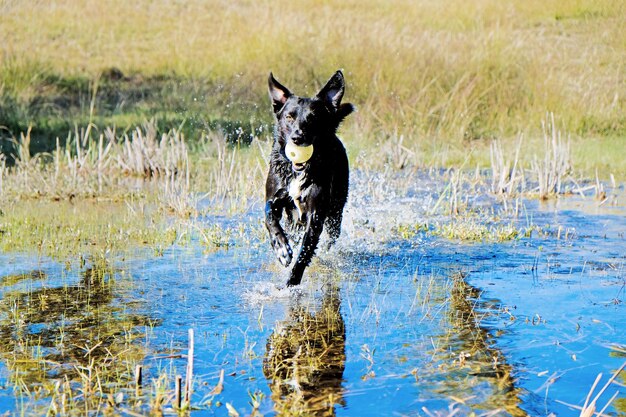 写真 水の中を走る犬