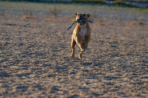 Foto cane che corre sulla terraferma