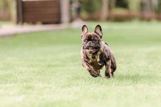 A dog running on a lawn