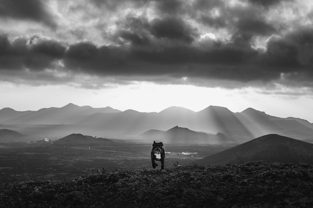 Foto cane che corre sulla montagna contro il cielo