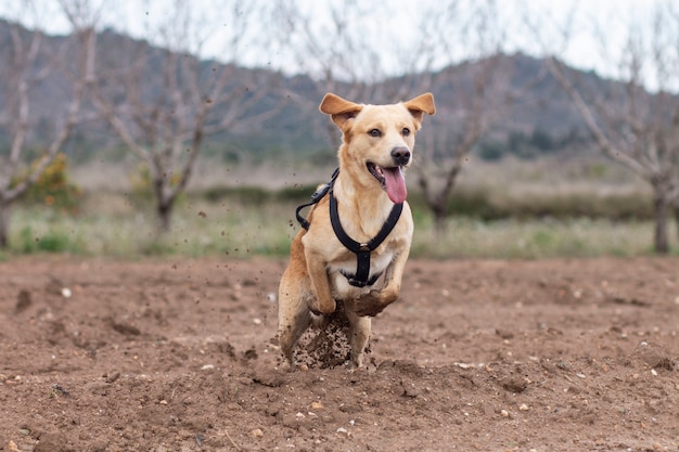 Dog running in the mountain