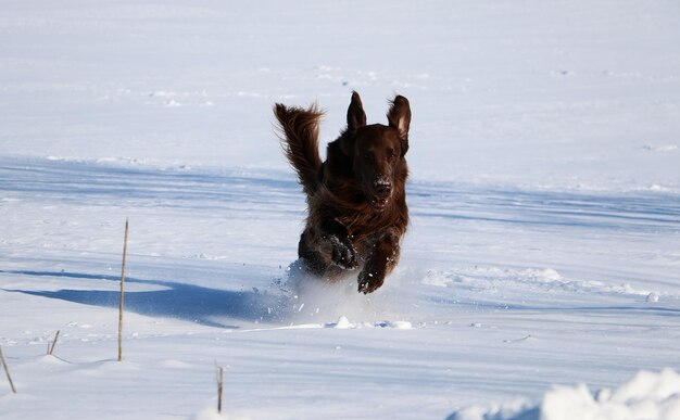 写真 空に向かってビーチで走る犬