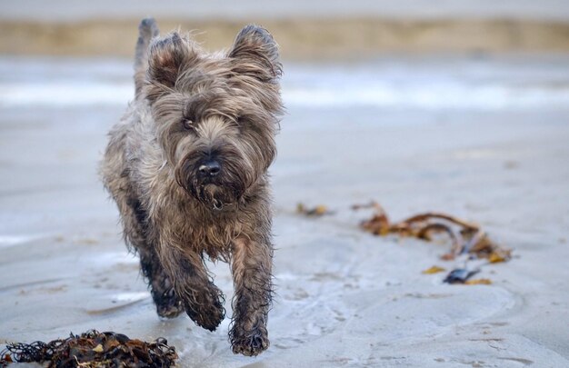 写真 空に向かってビーチで走る犬