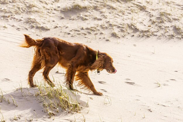 写真 ビーチで走っている犬