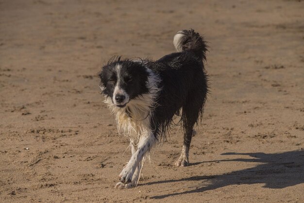 写真 ビーチで走っている犬