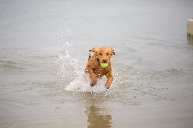 写真 ビーチで走っている犬