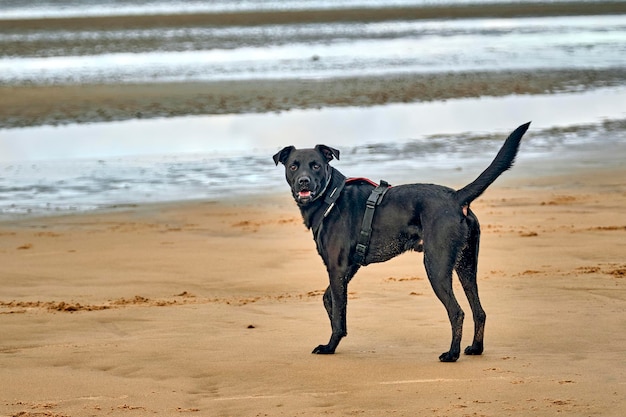 写真 ビーチで走っている犬